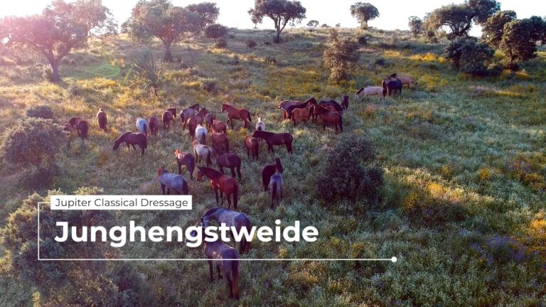 Jupiter Classical Dressage - Hengsweide Video